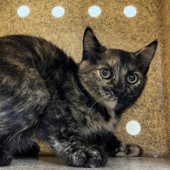 SVAS-Stray-39048 -  Domestic Short Hair Cat for Adoption in Lyndhurst, Virginia - SVAS-Stray-39048 | PetCurious