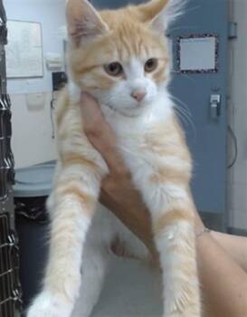 TOBIAS -  Domestic Short Hair Cat for Adoption in Salinas, California - TOBIAS | PetCurious