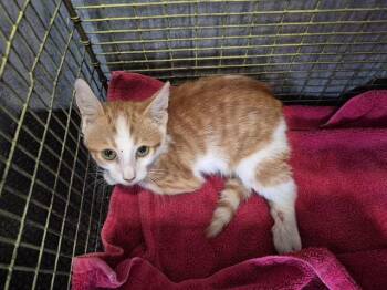 SHERRY -  Domestic Short Hair Cat for Adoption in San Antonio, Texas - SHERRY | PetCurious