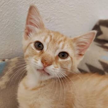 Szechuan -  Domestic Short Hair Cat for Adoption in Indiana, Pennsylvania - Szechuan | PetCurious