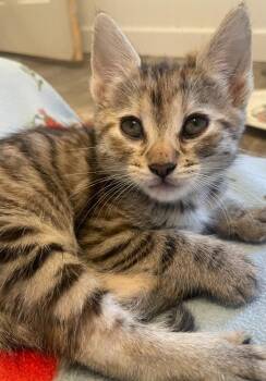 Bandit -  Domestic Short Hair Cat for Adoption in Thousand Oaks, California - Bandit | PetCurious