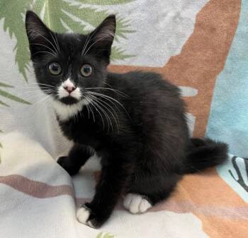 Cady -  Domestic Short Hair Cat for Adoption - Cady | PetCurious