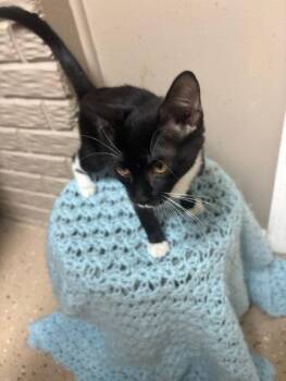 India -  Domestic Short Hair and Tuxedo Cat for Adoption in Fayetteville, Georgia - India | PetCurious