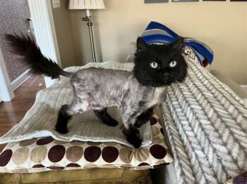 Domestic Long Hair Cats Available for Adoption in Louisville, Kentucky - CHOCOCAT | PetCurious