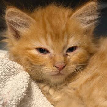 Billings -  Domestic Short Hair Cat Available for Adoption in Idaho Falls, Idaho - Billings | PetCurious