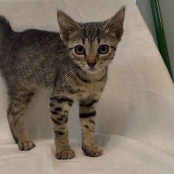 Fay -  American Shorthair Cat for Adoption in Freeport, Florida - Fay | PetCurious
