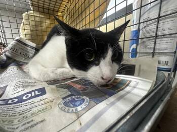 A186241 -  Domestic Short Hair Cat for Adoption in Pasadena, Texas - A186241 | PetCurious