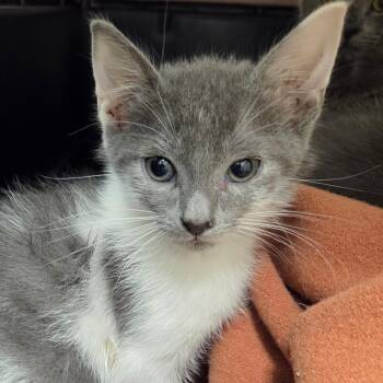 Thinker -  Domestic Short Hair Cat for Adoption in Chattanooga, Tennessee - Thinker | PetCurious