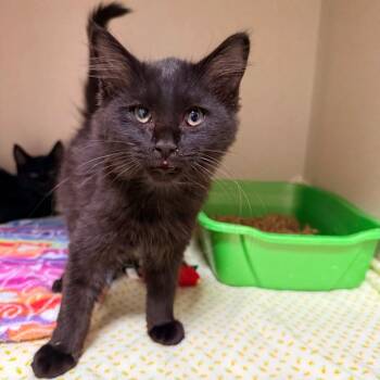 Spencer -  Domestic Long Hair Cat for Adoption in Great Falls, Montana - Spencer | PetCurious