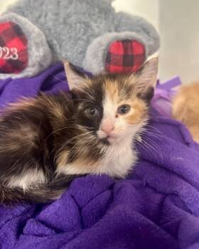 Rescue Domestic Short Hair Cats for Adoption in Carrollton, Texas - Crysta | PetCurious