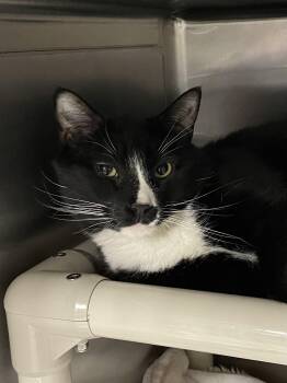Tuxedo Cats Available for Adoption - Oreo | PetCurious
