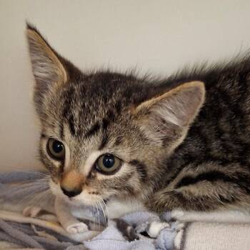 Apple -  Domestic Short Hair Cat for Adoption in Zanesville, Ohio - Apple | PetCurious