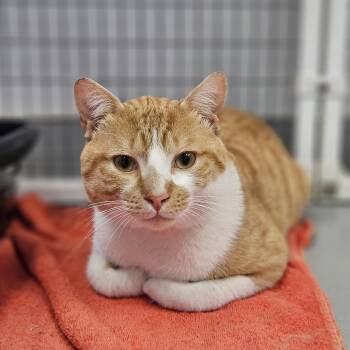 Domestic Short Hair Cats Available for Adoption in Medfield, Massachusetts - Finch | PetCurious