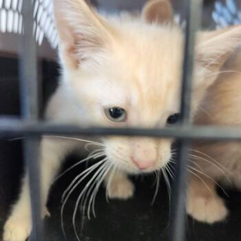 Sparky -  Domestic Short Hair Cat for Adoption in Kingman, Arizona - Sparky | PetCurious