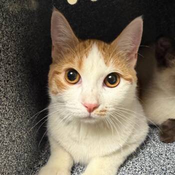 Wanda -  Domestic Short Hair Cat for Adoption in Reno, Nevada - Wanda | PetCurious