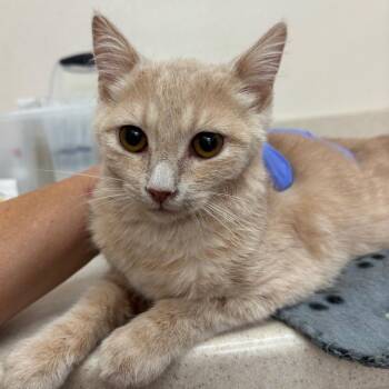 Amulet -  Domestic Short Hair Cat for Adoption in Kanab, Utah - Amulet | PetCurious