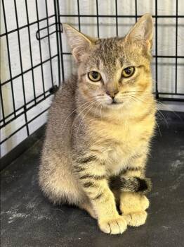 Huckleberry -  Domestic Short Hair Cat for Adoption in Lincoln, Nebraska - Huckleberry | PetCurious