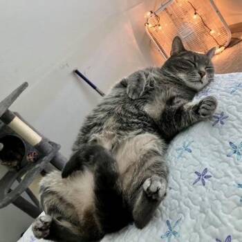 Merlin -  Domestic Short Hair Cat for Adoption in Sarasota, Florida - Merlin | PetCurious