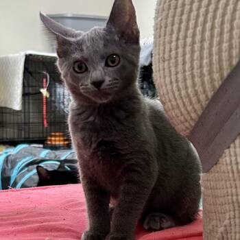 Domestic Short Hair Cats Available for Adoption in Warwick, Rhode Island - Pencil | PetCurious