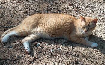 Wren -  Domestic Short Hair Cat for Adoption in Pittsboro, North Carolina - Wren | PetCurious