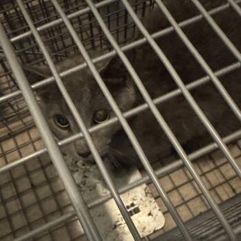 Cody -  Domestic Medium Hair Cat for Adoption in Charleston, West Virginia - Cody | PetCurious