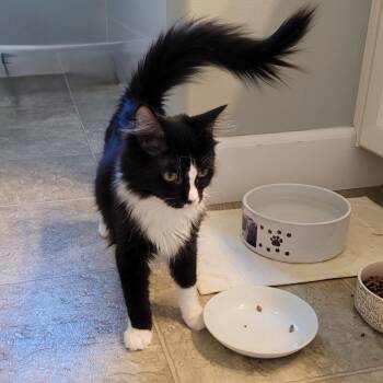 Charlotte -  Domestic Short Hair Cat for Adoption in Spokane, Washington - Charlotte | PetCurious