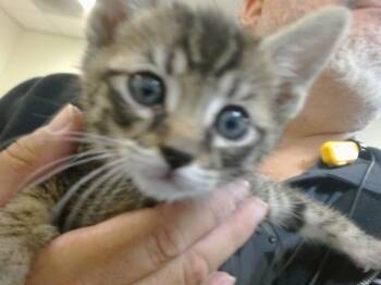 Domestic Short Hair Cats Available for Adoption in Doral, Florida - SELTOS | PetCurious