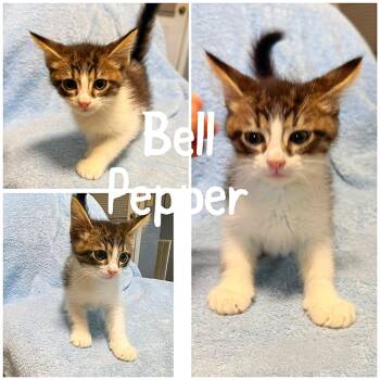 Bell Pepper -  Domestic Short Hair Cat for Adoption in Saint James, Missouri - Bell Pepper | PetCurious