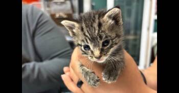 Domestic Short Hair Cats Available for Adoption in Virginia Beach, Virginia - Gemini | PetCurious