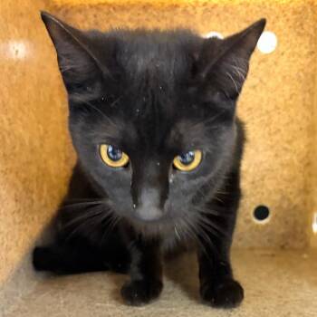 Domestic Short Hair Cats Available for Adoption in Philadelphia, Pennsylvania - Brea | PetCurious