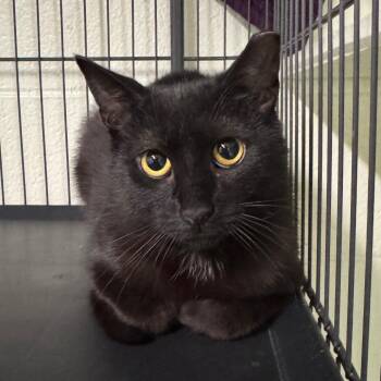 Cherry -  Domestic Short Hair Cat for Adoption - Cherry | PetCurious