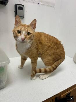 Biscuit -  Domestic Short Hair Cat Available for Adoption in Franklin Township, New Jersey - Biscuit | PetCurious
