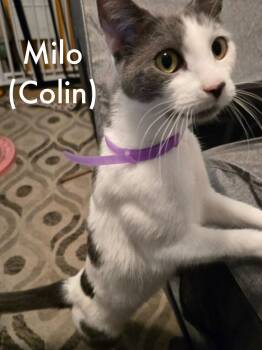 Milo -  American Shorthair Cat for Adoption in Tampa, Florida - Milo | PetCurious