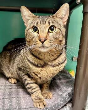Lunito -  Domestic Short Hair Cat for Adoption in Novato, California - Lunito | PetCurious
