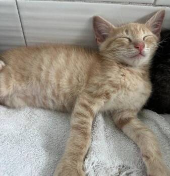 Domestic Short Hair Cats Available for Adoption in Oviedo, Florida - Michael | PetCurious