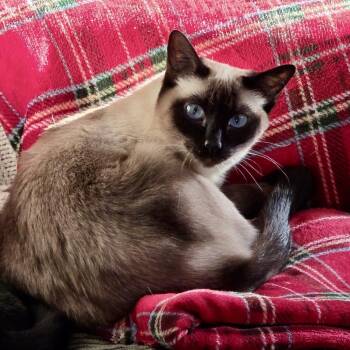 Lady -  Siamese Cat for Adoption in Saratoga Springs, New York - Lady | PetCurious