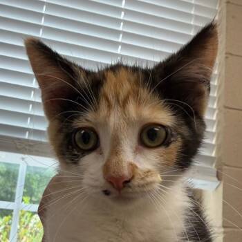 Rockhopper -  Domestic Short Hair Cat for Adoption in Troy, Virginia - Rockhopper | PetCurious