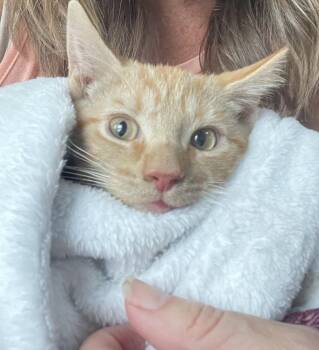 MF Jones -  Domestic Short Hair Cat for Adoption in Wilmington, North Carolina - MF Jones | PetCurious