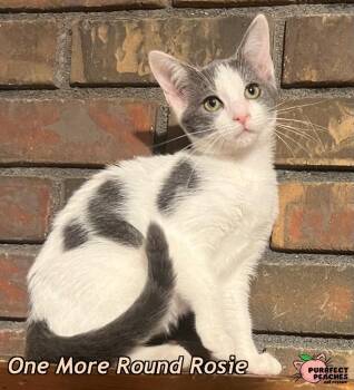 One More Round Rosie -  Domestic Short Hair Cat for Adoption in Douglasville, Georgia - One More Round Rosie | PetCurious