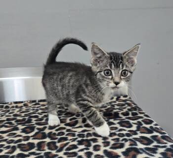 Rescue Domestic Short Hair Cats for Adoption in Dickson, Tennessee - Misty | PetCurious