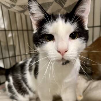 Rescue Domestic Short Hair Cats for Adoption in Mount Laurel Township, New Jersey - Lucile Ball (and Crime Ball) | PetCurious