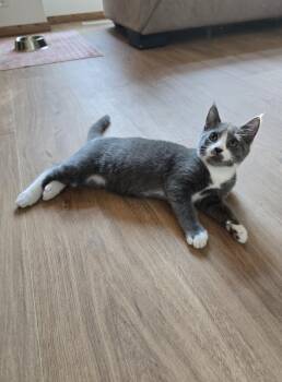 Rescue Domestic Short Hair Cats for Adoption in Prairie Rose, North Dakota - Houdini | PetCurious