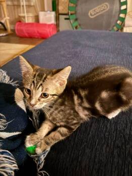 Domestic Medium Hair Cats Available for Adoption in Newnan, Georgia - *Petunia Picklepants | PetCurious