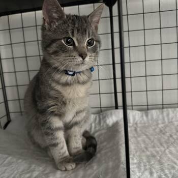 Tabby Cats Available for Adoption - Little Dot  | PetCurious