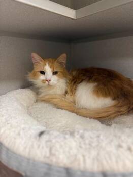 Cheddar Goblin -  Domestic Long Hair Cat Available for Adoption in Osseo, Michigan - Cheddar Goblin | PetCurious