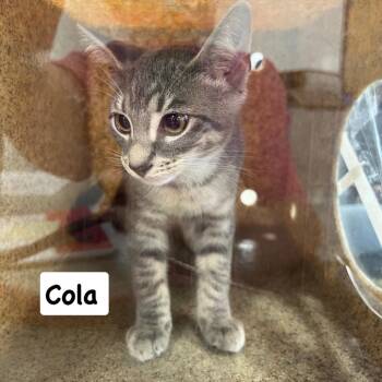 Cola -  Domestic Short Hair Cat for Adoption in Philadelphia, Pennsylvania - Cola | PetCurious