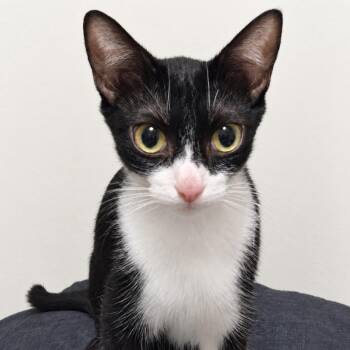 Avril Lavigne -  Domestic Short Hair Cat for Adoption in Austin, Texas - Avril Lavigne | PetCurious