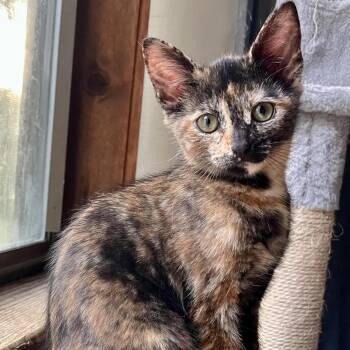 Rescue Tortoiseshell Cats for Adoption in Bethel, Connecticut - Dixie | PetCurious