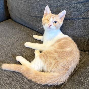 Uno -  Domestic Short Hair Cat for Adoption in Costa Mesa, California - Uno | PetCurious