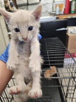 A660042 -  Domestic Short Hair Cat for Adoption in Houston, Texas - A660042 | PetCurious